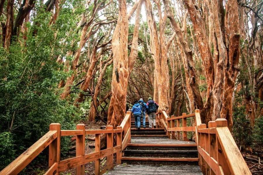 Bariloche: Arrayanes Forest and Victoria Island Tour - Isla Victoria Highlights: Anchorena Port Trails, Historic Buildings, and Beaches