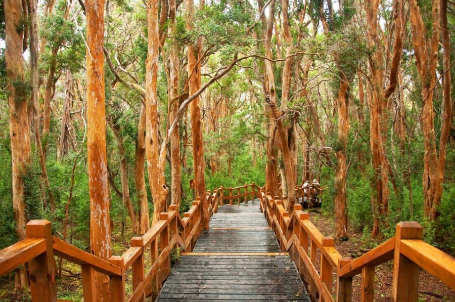 Bariloche: Victoria Island and Arrayanes Forest Navigation - Isla Victoria from Puerto Anchorena: trails, history stops, and viewpoints