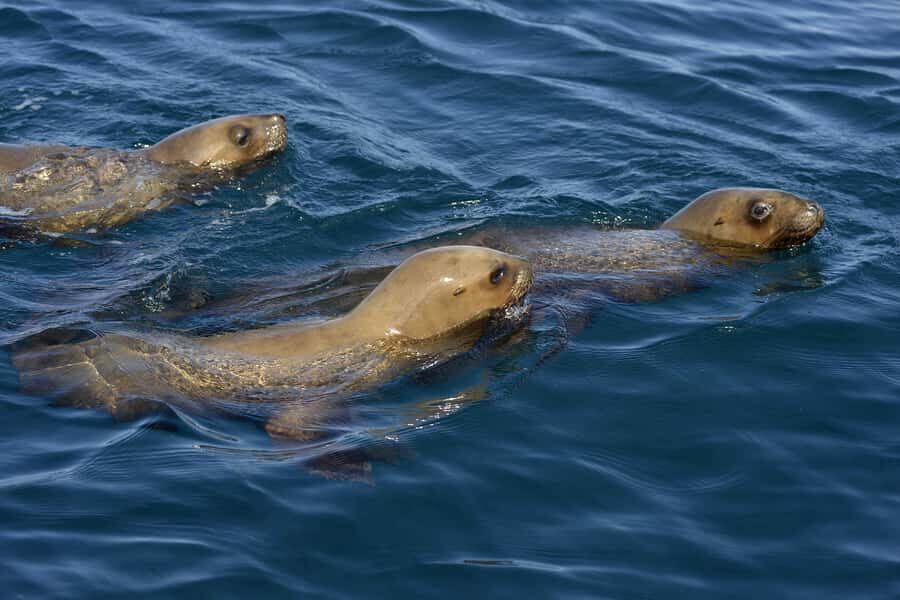 Best Tour to Peninsula Valdes - Key things you’ll appreciate on this Peninsula Valdes day