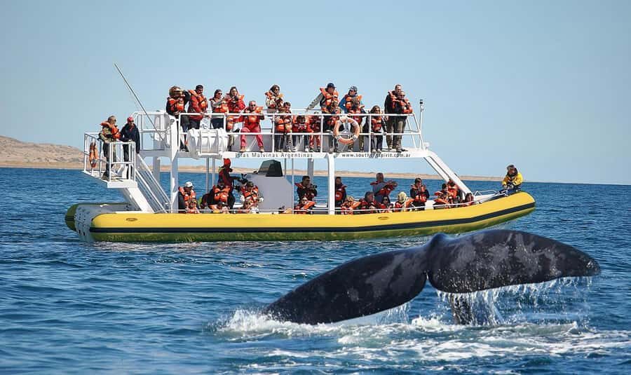 Best Tour to Peninsula Valdes - Peninsula Valdes works because you’re close to the action