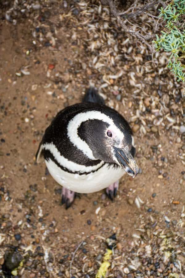 Best Tour to Peninsula Valdes - Pickup and the drive: the rhythm of a 10-hour wildlife day