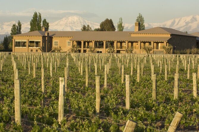 Bike Tour in Mendoza Wine Country - Stop 2: Bodega Vistalba and the Malbec-focused winery experience