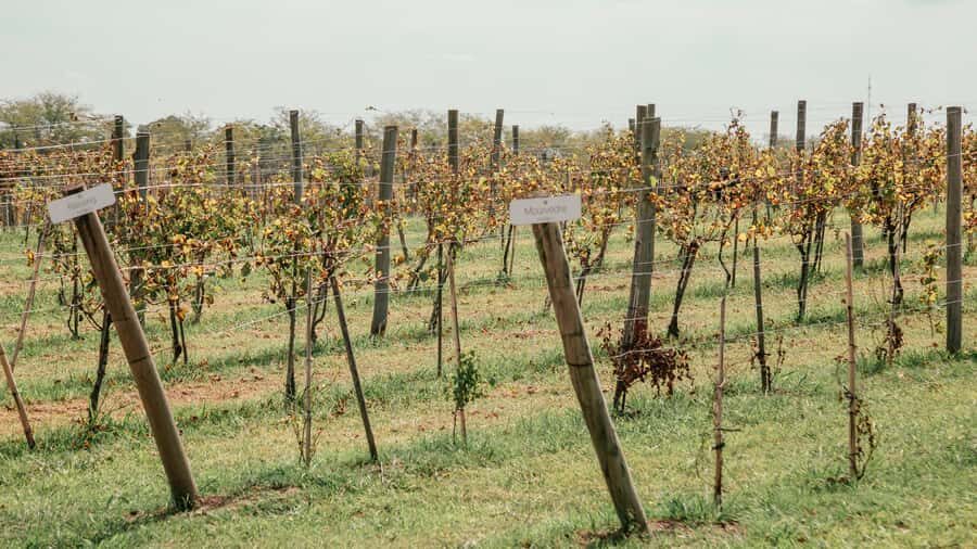 Buenos Aires: Wine Tasting & Lunch at Gamboa Vineyard - Wine tastings: Campana wines plus the grape-must beer twist