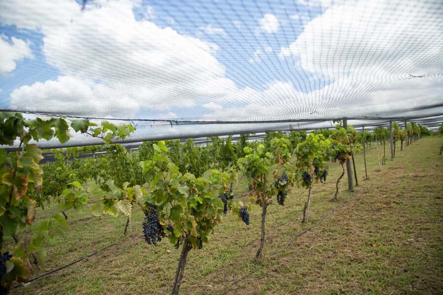 Buenos Aires: Wine Tasting & Lunch at Gamboa Vineyard - Price and logistics: what $220 buys you in real terms