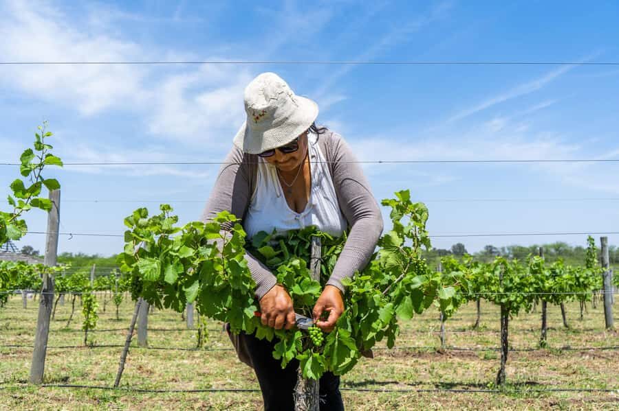 Buenos Aires: Wine Tasting & Lunch at Gamboa Vineyard - Should you book this Buenos Aires Wine Tasting & Lunch at Gamboa?