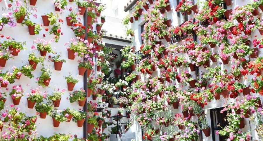 Córdoba Highlights Walking Tour - Meet at Tendillas Square: Your quickest entry into Córdoba