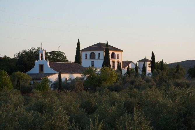 Cordoba Olive Oil mill, Wine, Passion - The heart of it: a working olive grove in the Sierra de Córdoba