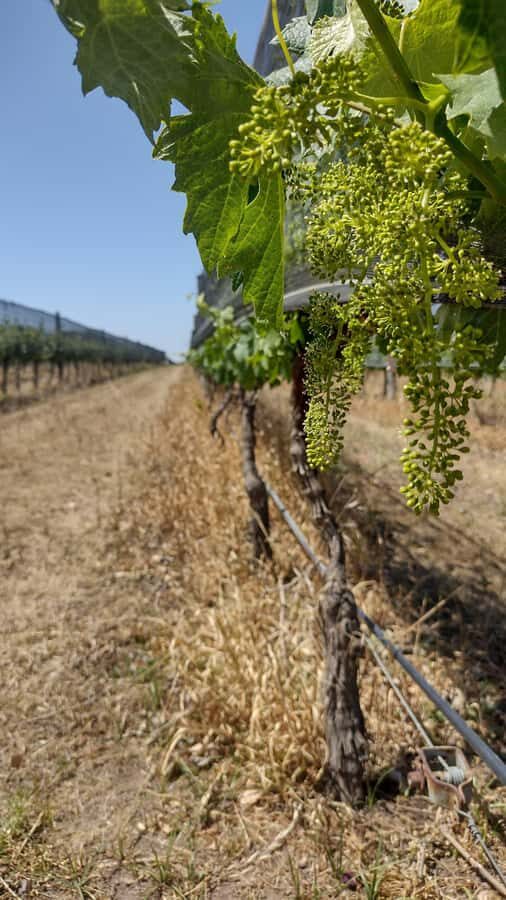 Córdoba: Wine Tour Privado a Colonia Caroya - Día completo - Vineyard walk basics: vines, irrigation, soils, and pruning that translate to the glass