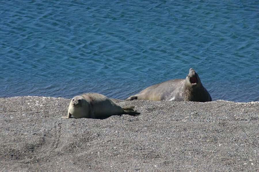 Cruise Shore Excursion Peninsula Valdes - Box Lunch Included - Caleta Valdés: elephant seals and penguins are the main event
