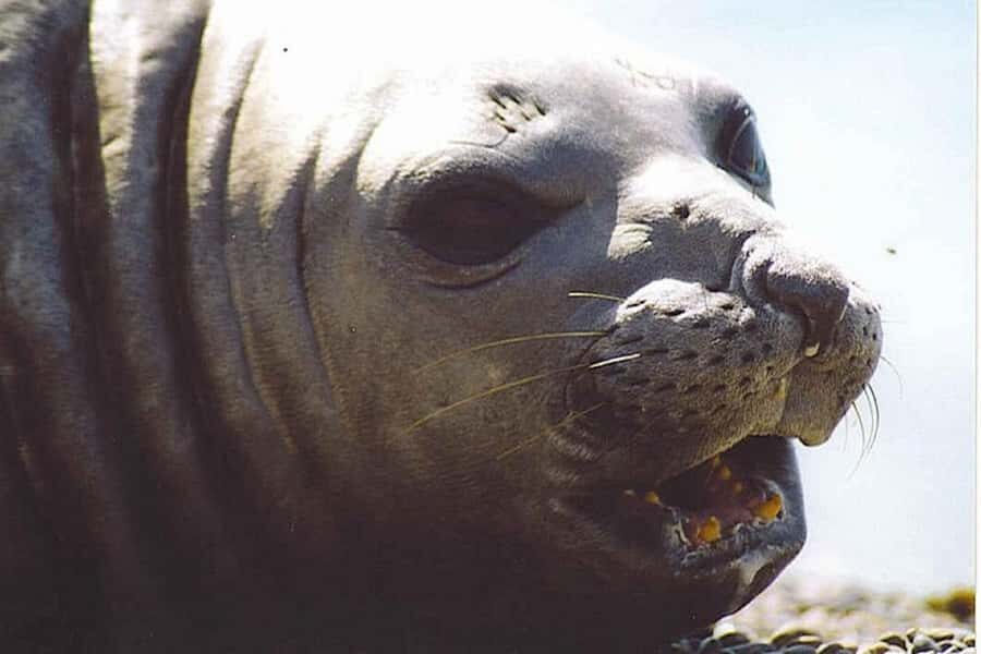 Cruise Shore Excursion Peninsula Valdes - Box Lunch Included - El Desempeño: the orientation stop that makes wildlife viewing click