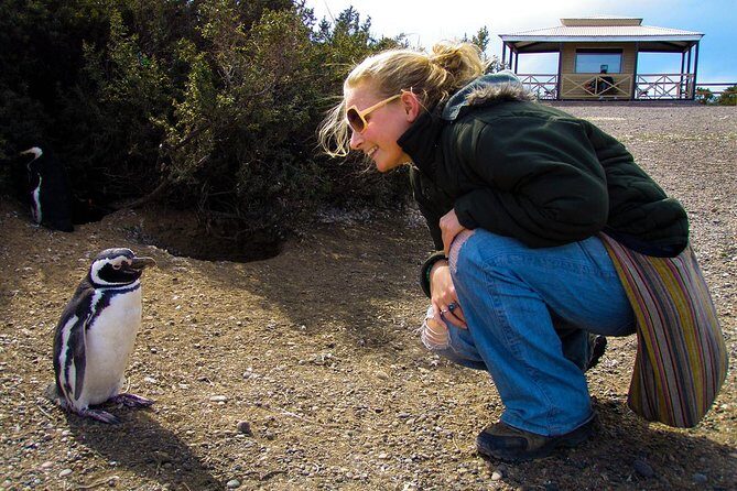 Cruise Shore Excursion Punta Tombo with Boxlunch from Pto Madryn - The 1.5-kilometer penguin walk: photos, timing, and the boardwalk reality