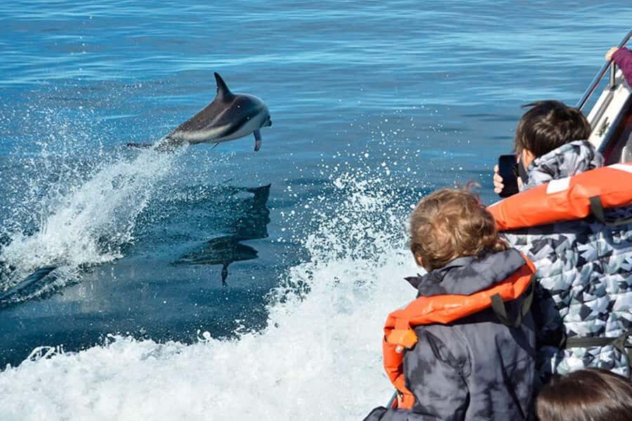 Dolphin Watching Adventure - Key Things That Make This Tour Worth It