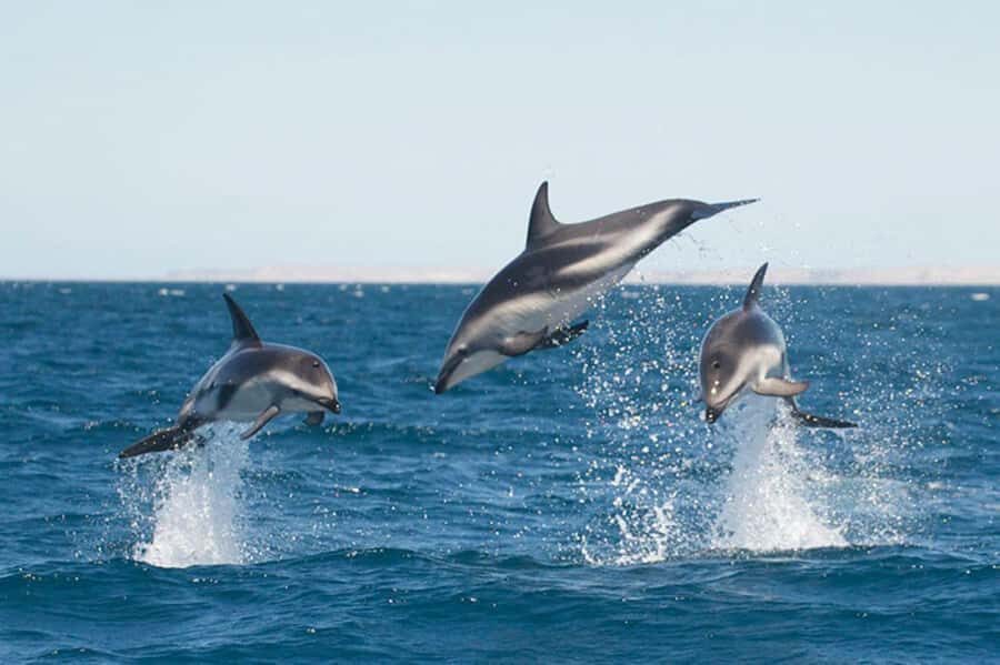 Dolphin Watching Adventure - Golfo Nuevo, Dusky Dolphins, and Why This Works