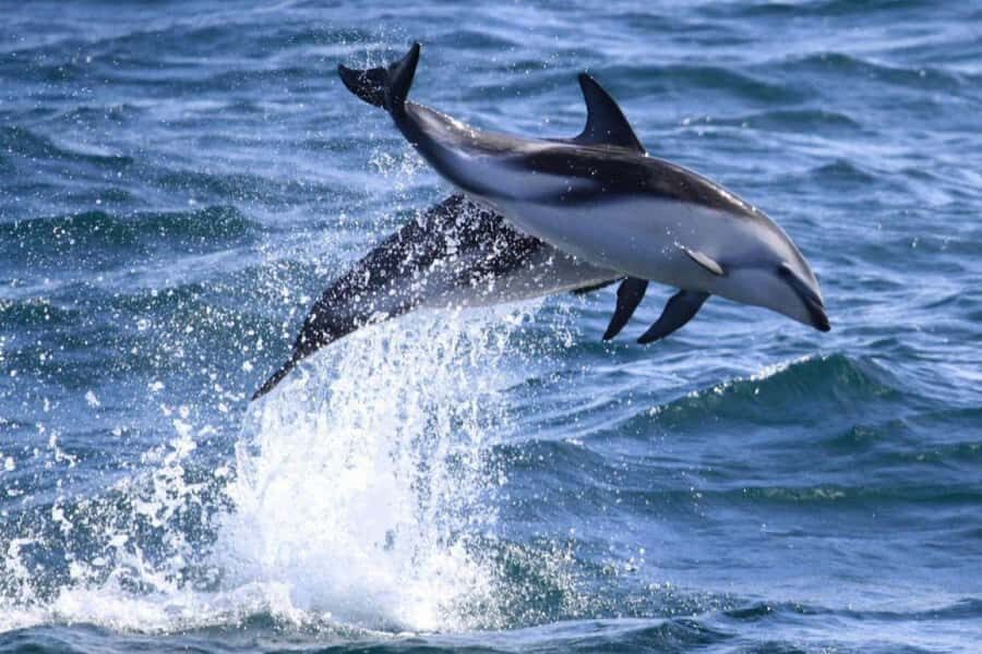 Dolphin Watching Adventure - What the 3-Hour Schedule Feels Like (No Fluff, Just Flow)