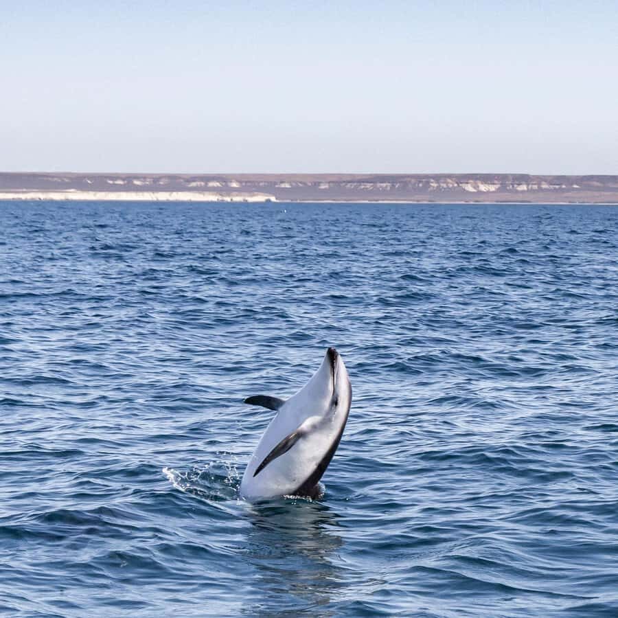 Dolphin Watching Adventure - Price and Value: What You Pay for at $105