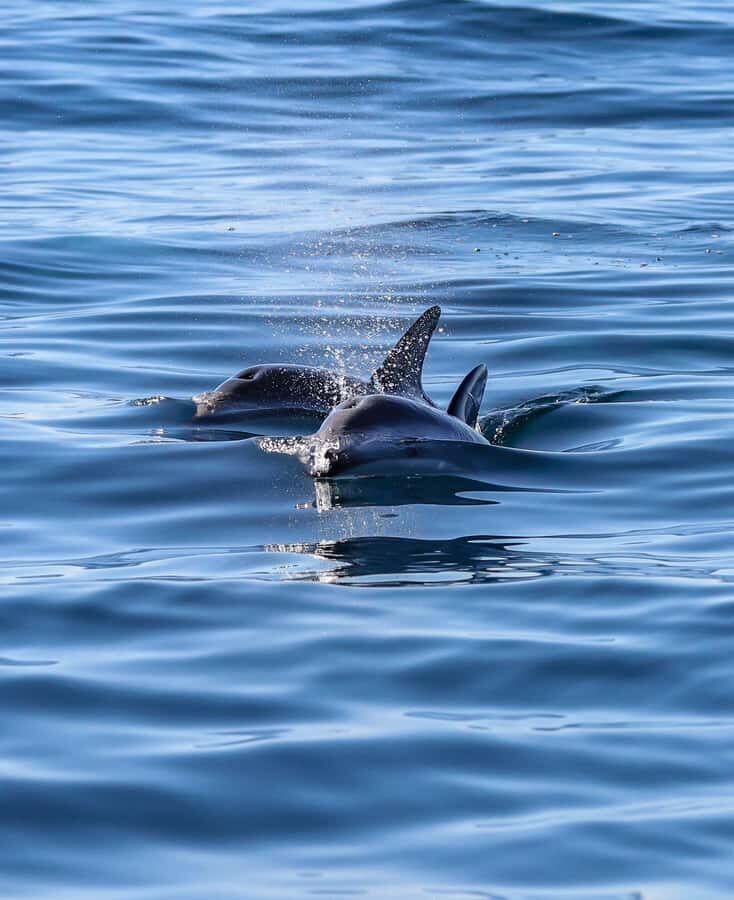 Dolphin Watching Adventure - What to Bring for Patagonian Weather (Sunscreen Plus Warm Layers)