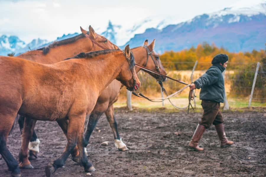 El Calafate: Nibepo Aike Ranch with Horseback Riding - Route 15 from El Calafate: the “Path of the Estancias” drive