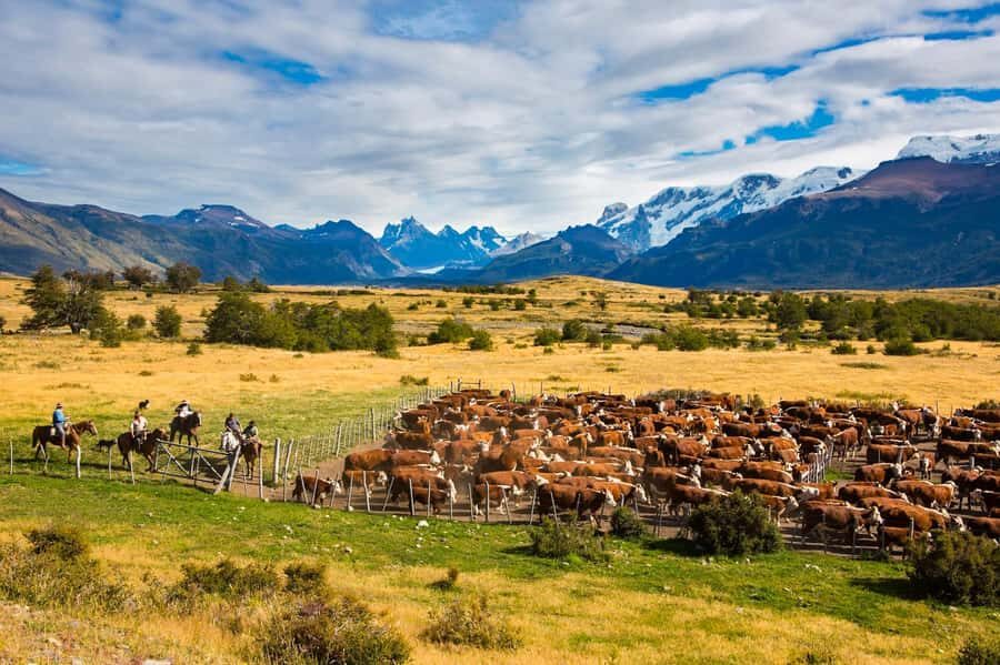 El Calafate: Nibepo Aike Ranch with Horseback Riding - The ranch walk and the Hereford shift: more than a photo stop