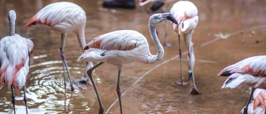 From Buenos Aires: Full-Day Temaiken Eco Park - Transportation back to Buenos Aires: plan for a central drop-off