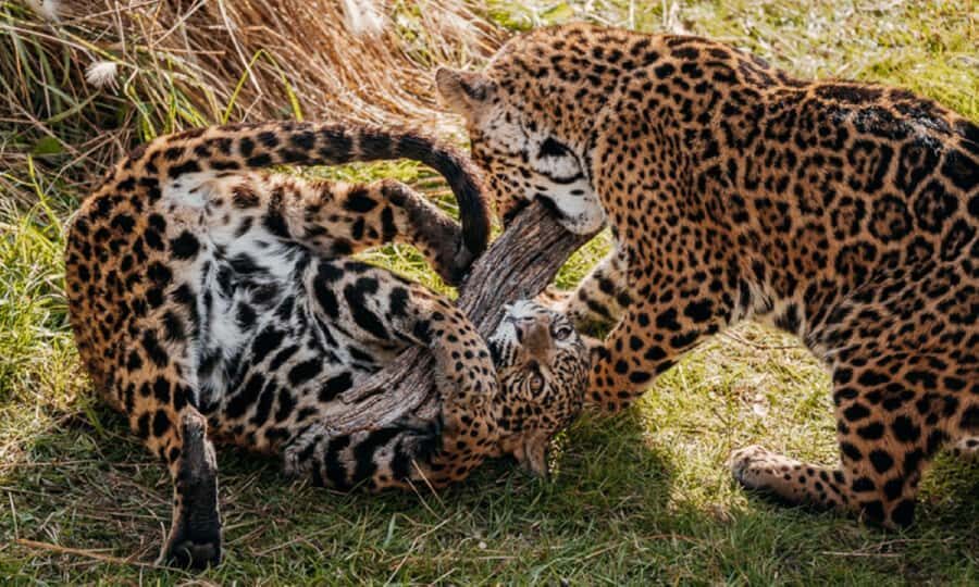 From Buenos Aires: Temaiken Zoo Tour with Ticket Included - Key Things I’d Plan Around