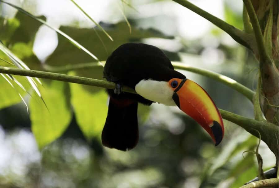 From Buenos Aires: Temaiken Zoo Tour with Ticket Included - Who This Tour Fits Best (and Who Might Skip It)