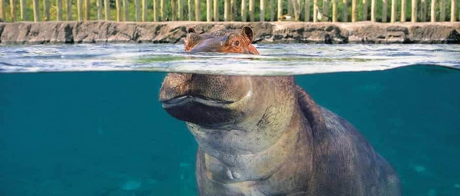 From Buenos Aires: Temaiken Zoo Tour with Ticket Included - A Six-Hour Break From Buenos Aires at Temaikén Biopark