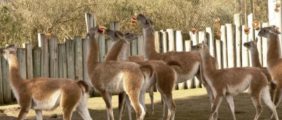 From Buenos Aires: Temaiken Zoo Tour with Ticket Included - The Giant Aviary: Birds From Every Continent, Built for Visitor Viewing