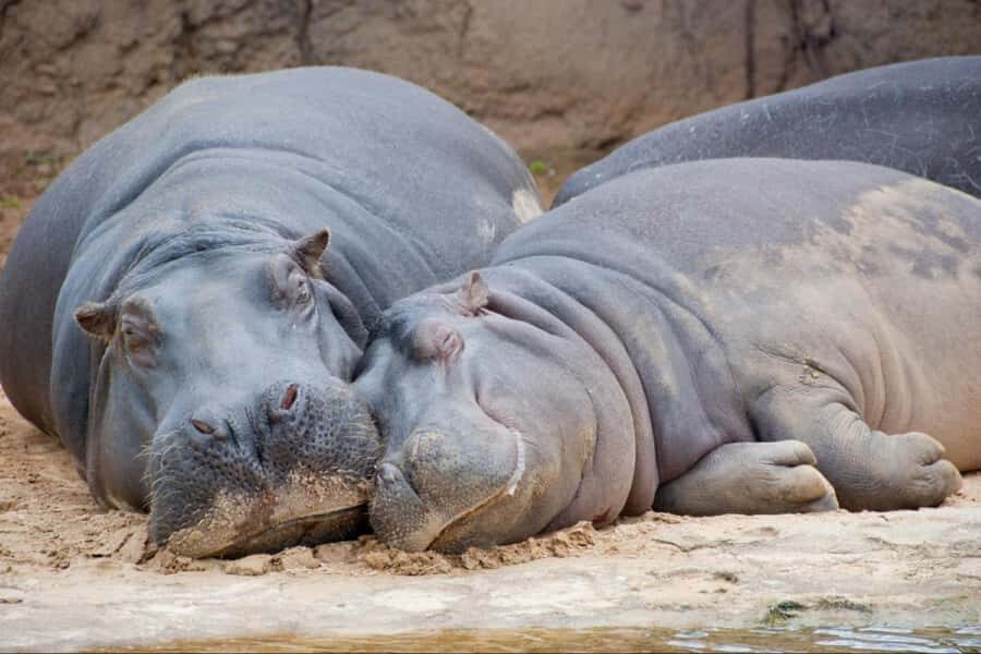 From Buenos Aires: Temaiken Zoo Tour with Ticket Included - Practical Tips for a Smoother Day at Temaikén