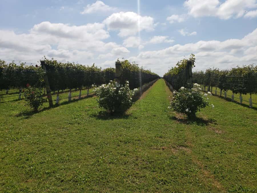 From Cordoba: Private Wine tour & History - Key highlights at a glance