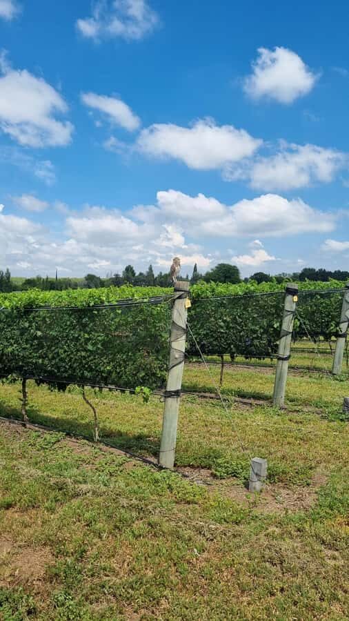 From Cordoba: Private Wine tour & History - Lunch Near Córdoba Province Culture: Plan Around Asado