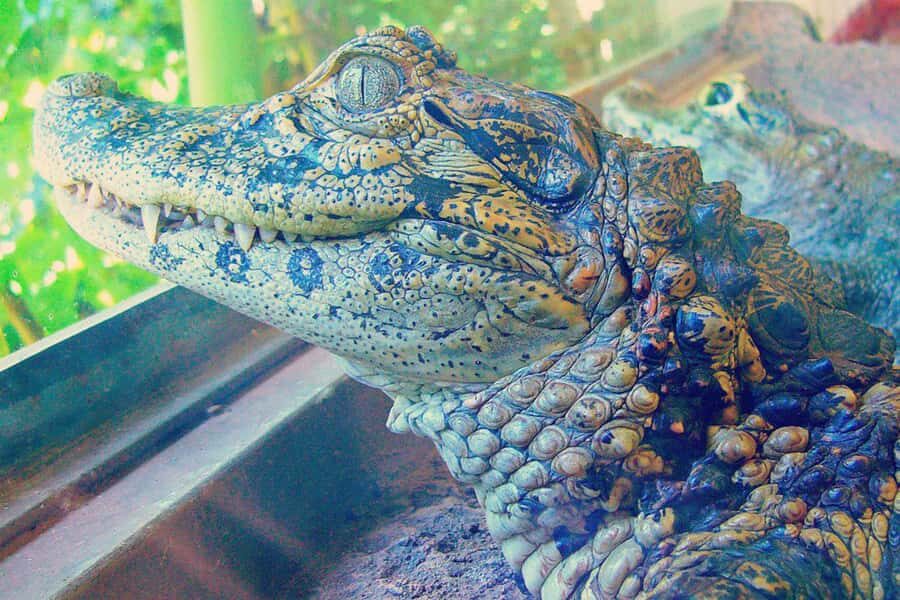 From Iguazú: Explore natural diversity at the Biocenter - Key things that make the Biocenter visit worth your time