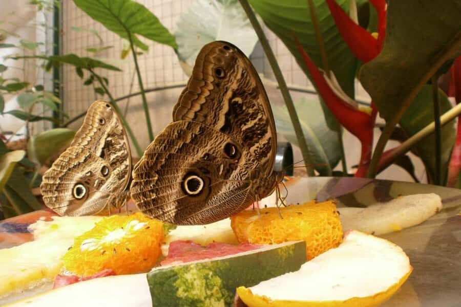 From Iguazú: Explore natural diversity at the Biocenter - Entering the Iguazú Biocenter circuit: efficient nature in one ticket
