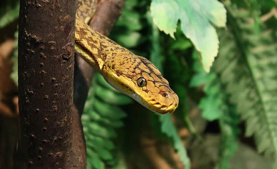 From Iguazú: Explore natural diversity at the Biocenter - Aquarium, reptiles, and exotic birds: how the variety adds up