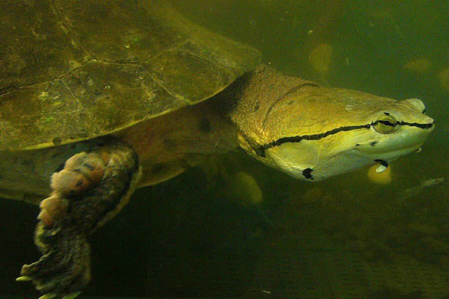 From Iguazú: Explore natural diversity at the Biocenter - How long it really takes: timing, group flow, and what to plan