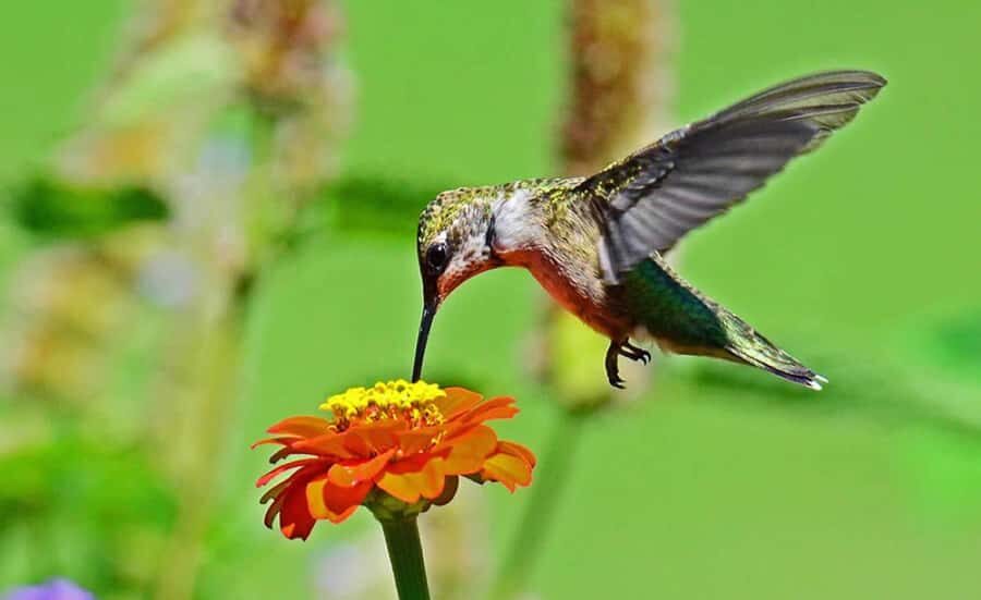 From Iguazú: Explore natural diversity at the Biocenter - The Serpentarium: where the tour grabs your attention fast