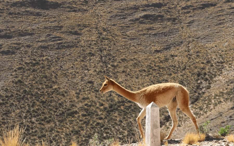 From Jujuy: Salinas Grandes with Purmamarca - Salinas Grandes: How to Make the Most of One Hour on the Salt Flat