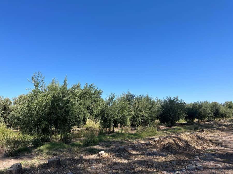 From Mendoza: 3 Wineries, Olive Oil Factory Tour & Tasting - Three Maipú Wineries, Three Different Approaches