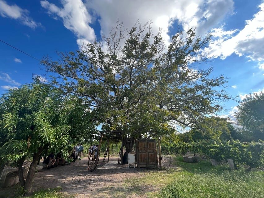 From Mendoza: 3 Wineries, Olive Oil Factory Tour & Tasting - Getting Real Value From About $34
