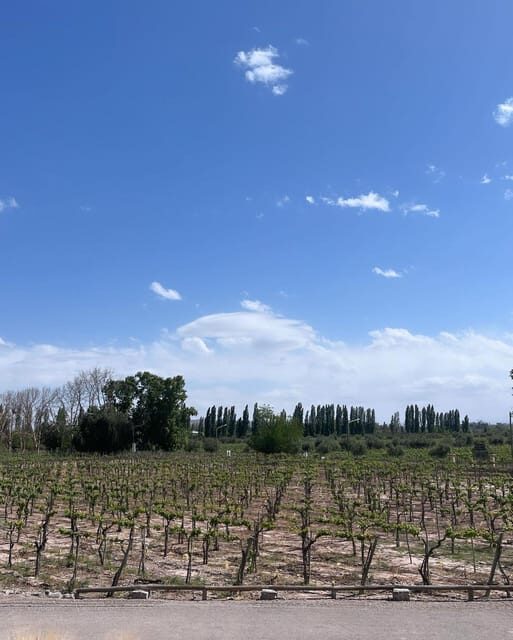 From Mendoza: 3 Wineries, Olive Oil Factory Tour & Tasting - Who Should Book This Tour (And Who Should Skip It)