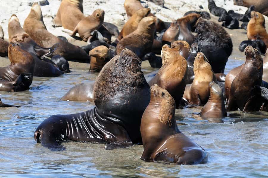 From Puerto Madryn: City and Punta Loma Tour - Key things to know before you go