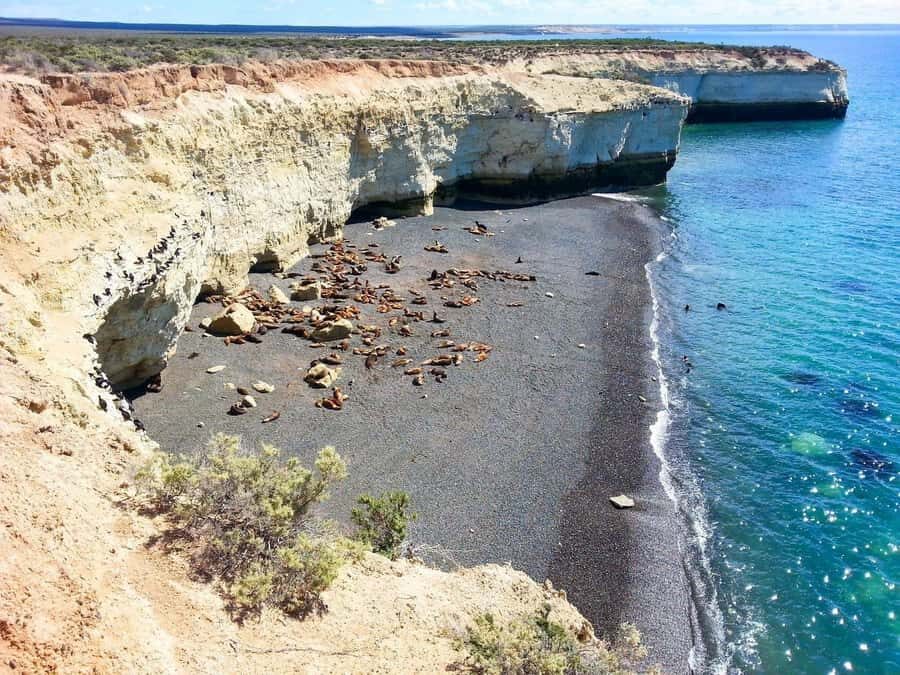 From Puerto Madryn: City and Punta Loma Tour - Punta Loma sea lion reserve: what you’ll actually see
