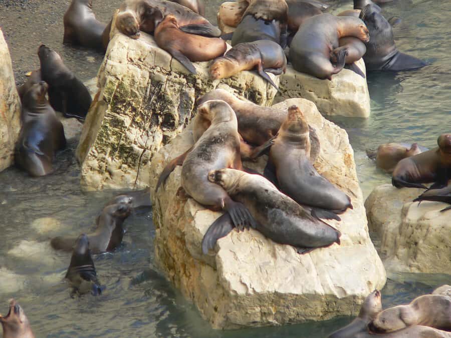 From Puerto Madryn: City and Punta Loma Tour - Price and value: what you’re paying for