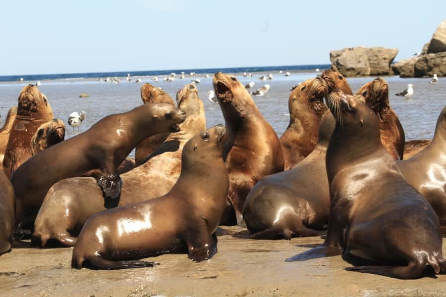 From Puerto Madryn: City and Punta Loma Tour - Who this tour fits best