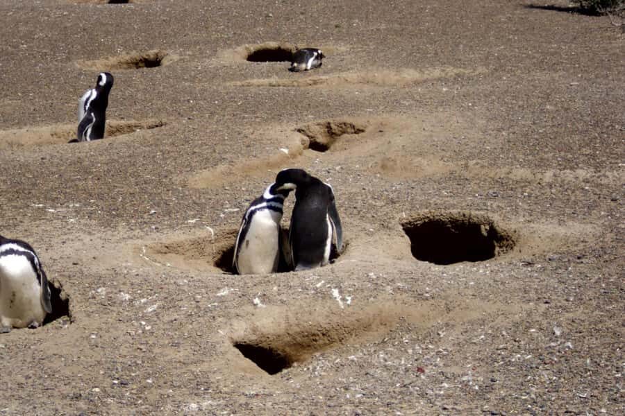 From Puerto Madryn: Full Day Excursion to Punta Tombo - Punta Tombo: Why this penguin rookery is worth the ride