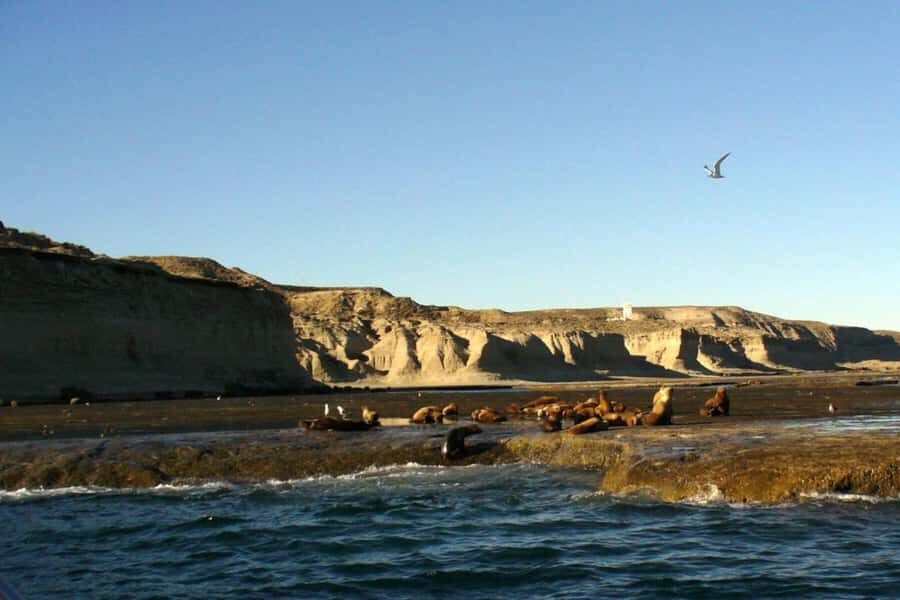 From Puerto Madryn: Full Day Excursion to Punta Tombo - The scenic drive through the Patagonian Steppe