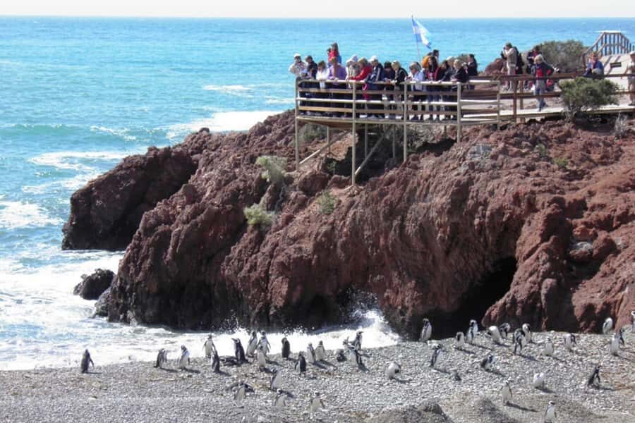 From Puerto Madryn: Full Day Excursion to Punta Tombo - Pingüinera trails: where you get your closest penguin time
