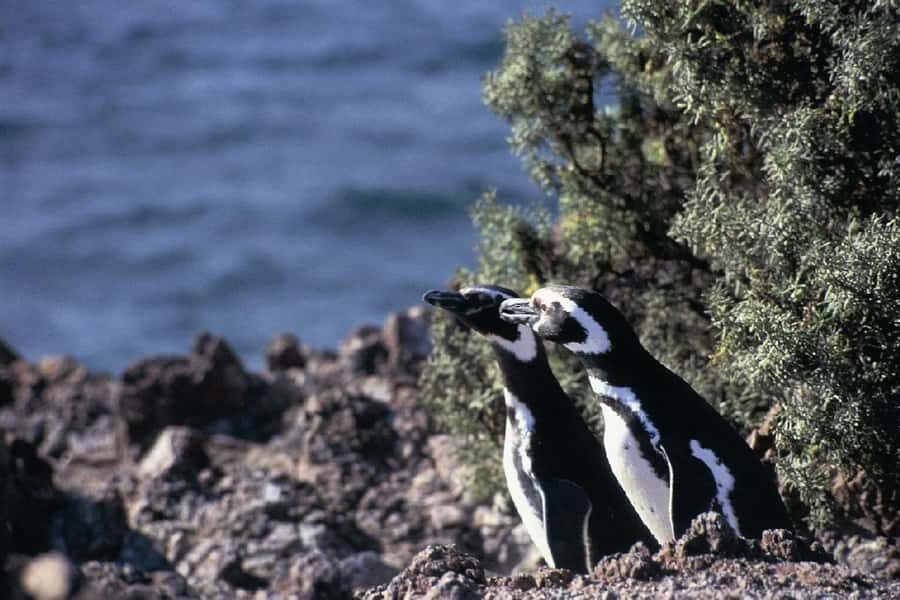 From Puerto Madryn: Full Day Excursion to Punta Tombo - Lunch and facilities inside the reserve