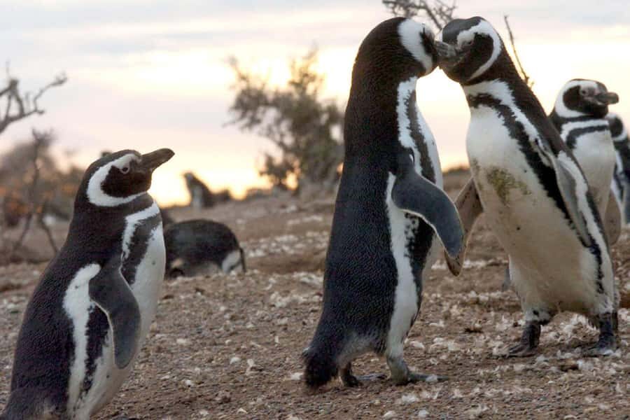 From Puerto Madryn: Full Day Excursion to Punta Tombo - Pickup reality: included, but not universal