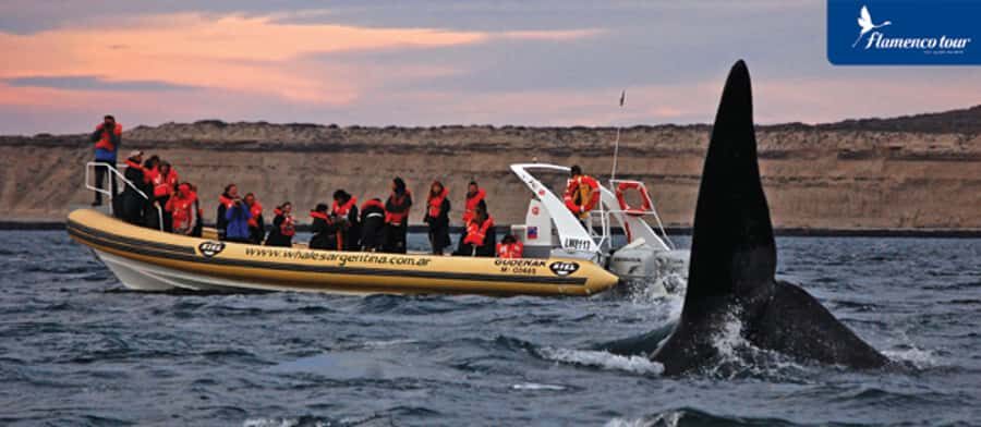 From Puerto Madryn: Full-Day Valdes Peninsula Tour - Key highlights you’ll actually use