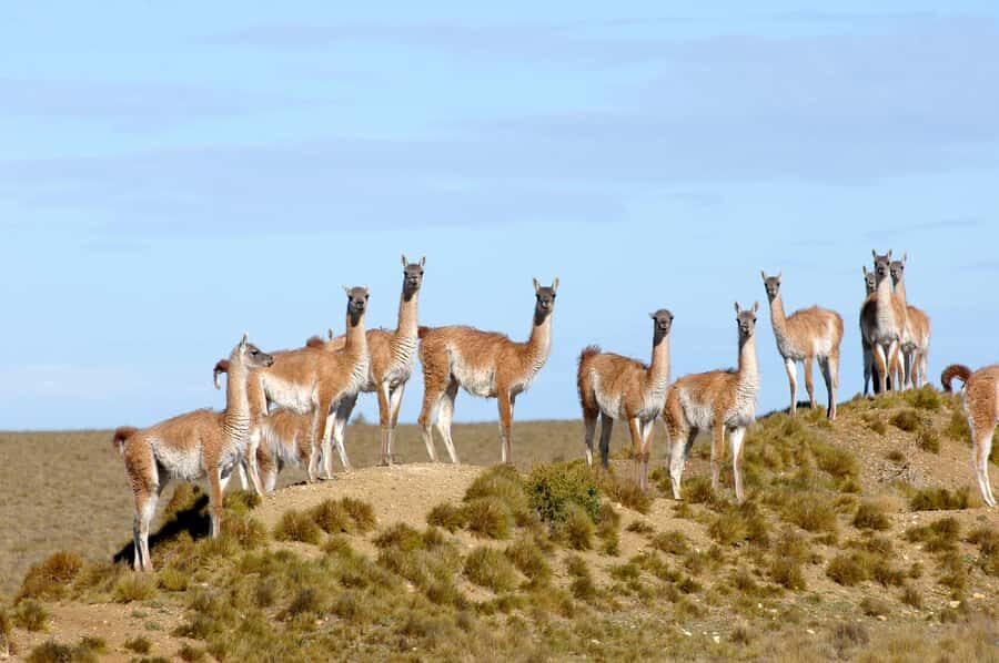 From Puerto Madryn: Full-Day Valdes Peninsula Tour - Should you book the Valdes Peninsula full-day tour from Puerto Madryn?